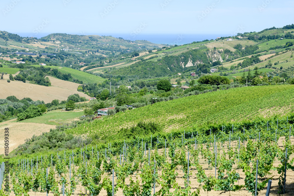 Rural landscape on Marche