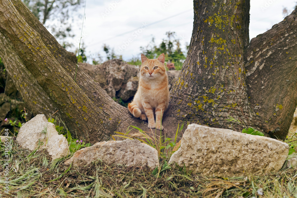 Obraz premium Red cat sitting between tree trunks in garden.