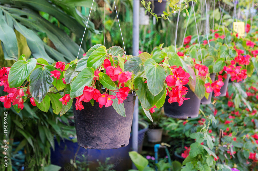 flowering plant in the garden