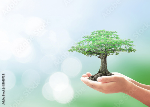 World environment day concept: Human hands holding big tree over blurred green nature background