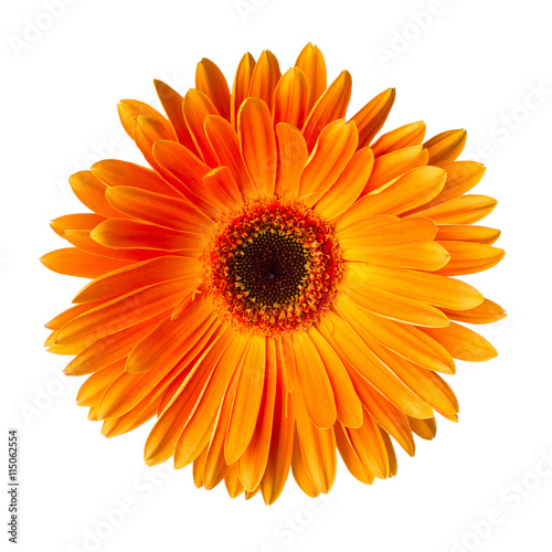 Single orange gerbera flower isolated on white background