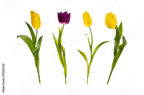 Yellow and purple tulips in a row, isolated on white background