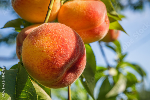 close up peach