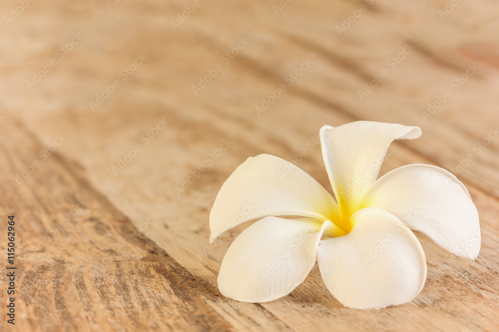 frangipani flower, temple flower