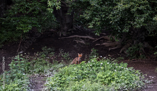 European Red Fox. Red foxes in the wild nature    