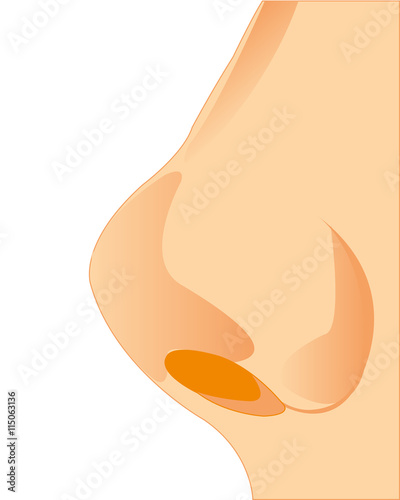 Organ of the person nose