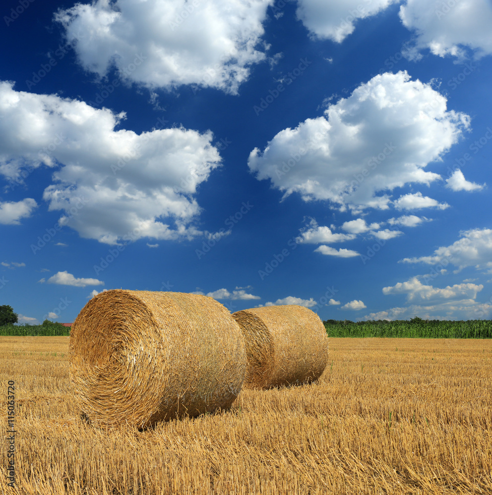 Hay bale in the countryside