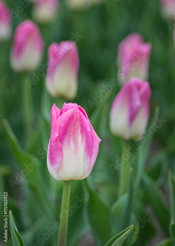 Dynasty Tulips