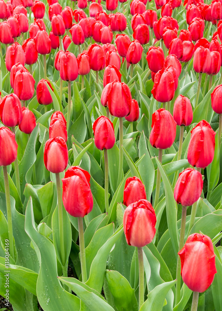 Obraz premium Red Impression Tulips