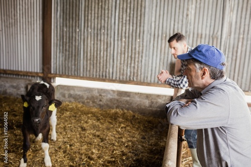 Farm workers looking at calf