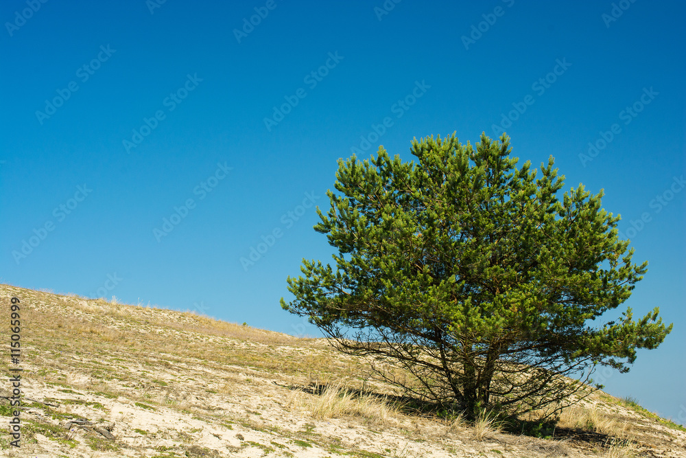 lonely tree on the hill in summer day lonely tree on the hill in summer day