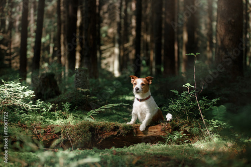 Dog in the forest moss