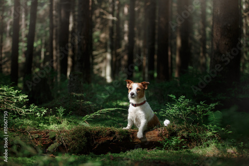 Dog in the forest moss