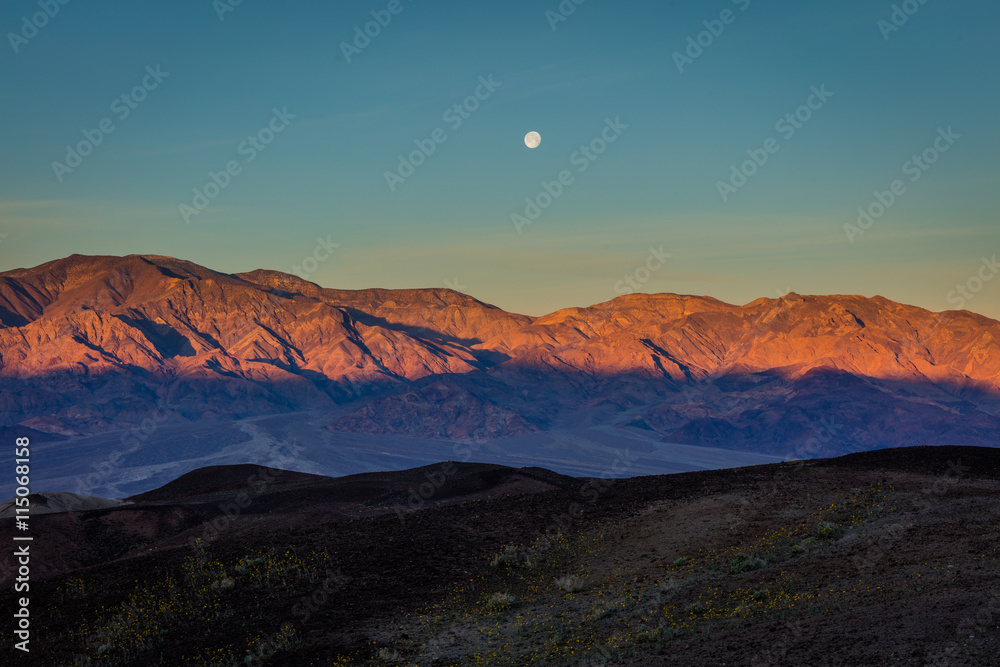 Fototapeta premium Yellow flowers on a background of mountains. Sunset at Artist's Drive, Death Valley National Park
