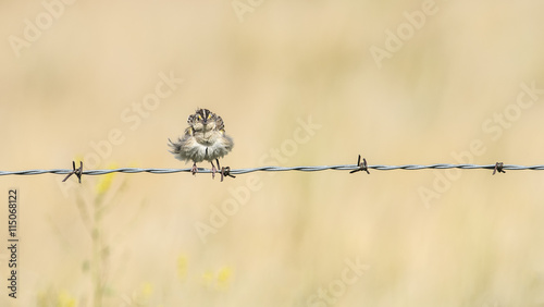 Grasshopper Sparrow (Ammodramus savannarum) Fluffed Up in the Wind on a Barbed Wire Fence photo