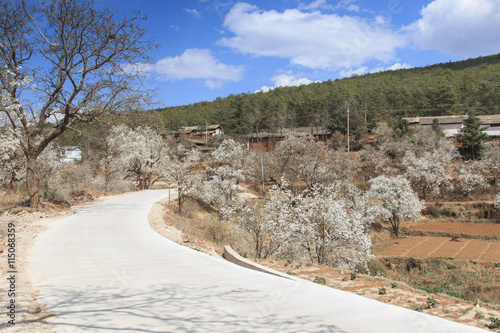 Pear Trees in full bloom near the village on Heqing, Yunnan in China photo