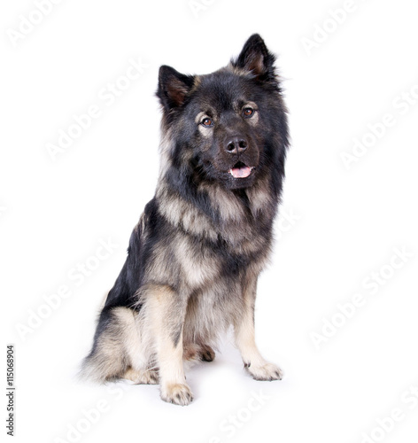 Hund – Eurasier im Portrait