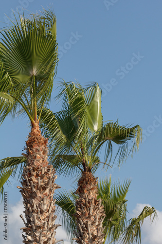 Palm tree on sky