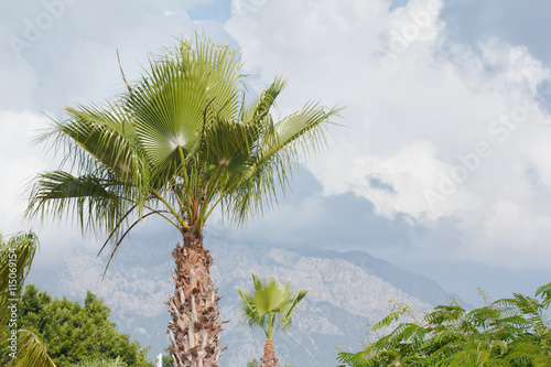 Palm tree on sky