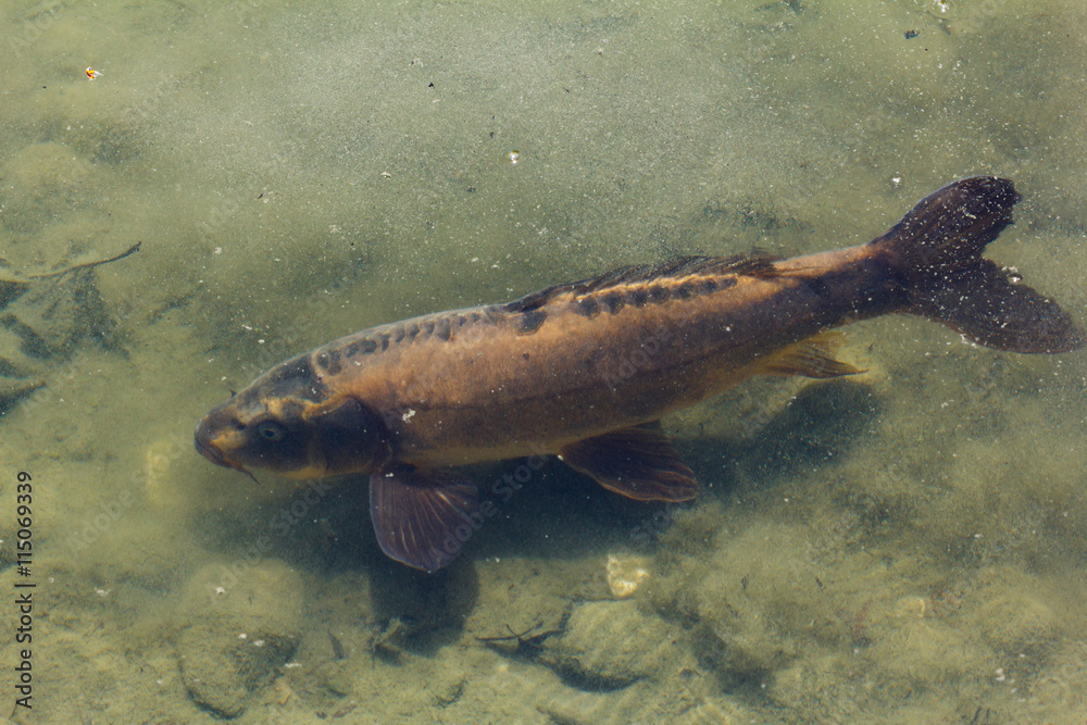 Fish in the pond with muddy bottoms Fish in the pond with muddy bottoms