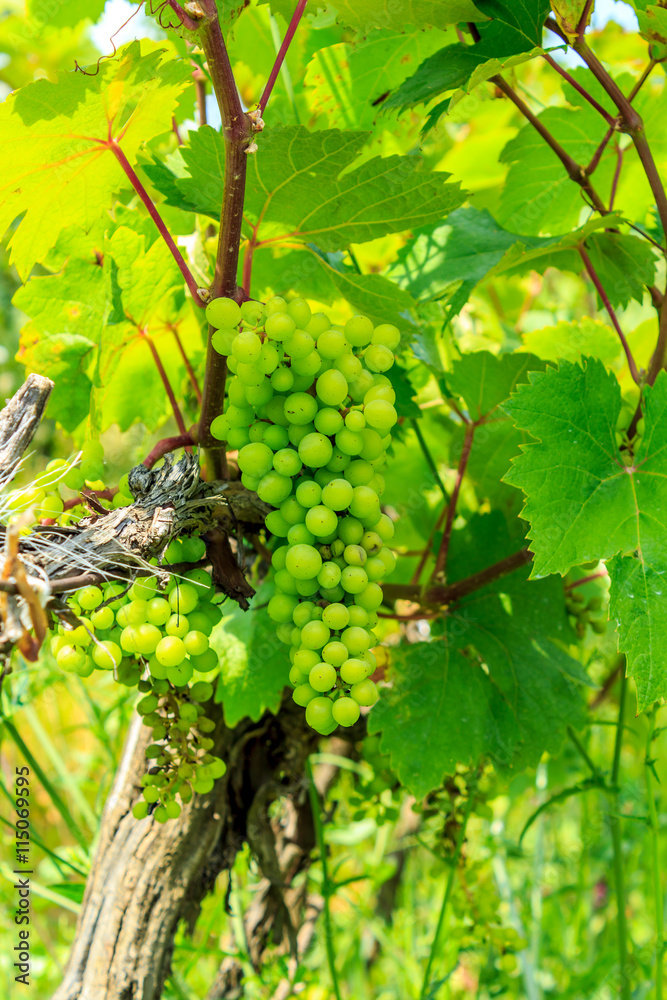 vineyards in Serbia