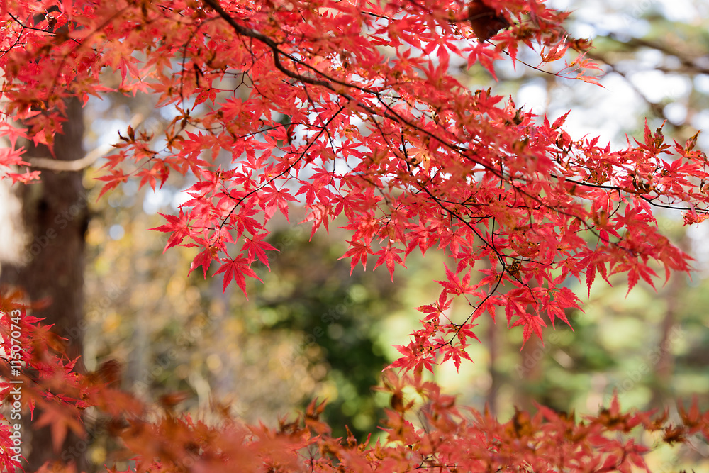 秋、紅葉