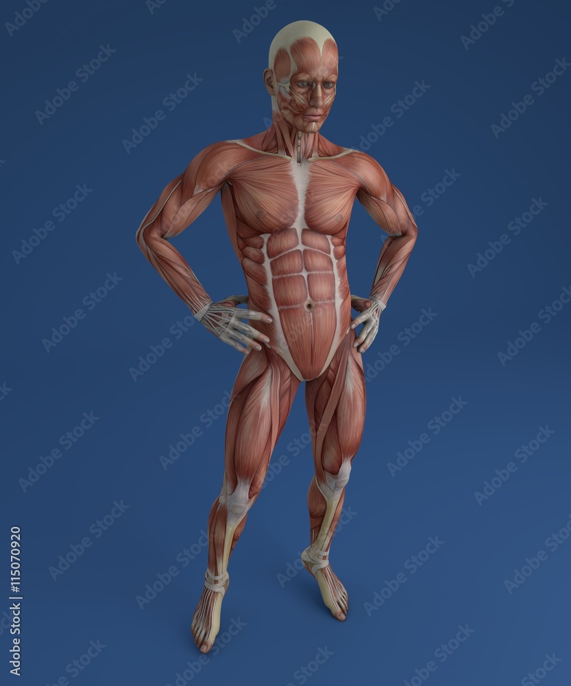 Corpo umano, sistema muscolare, persona, anatomia Corpo umano, sistema muscolare, persona, anatomia