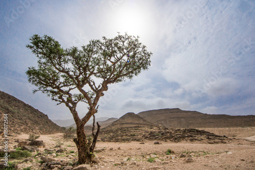 Frankincense trees in Salalah, Oman