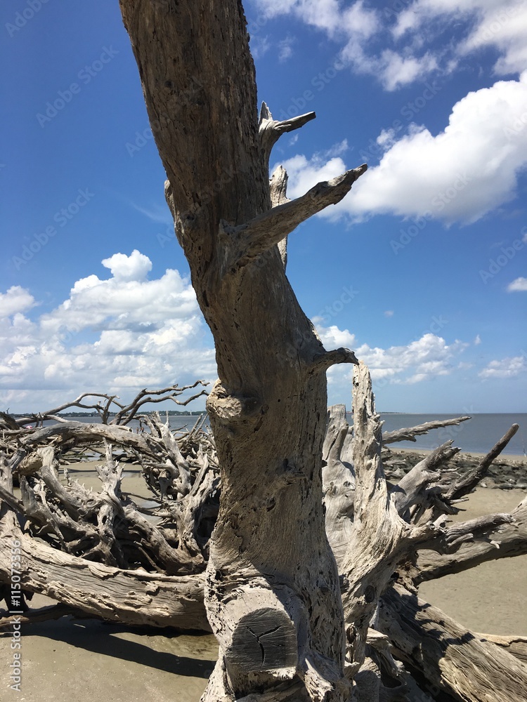 Driftwood on Jekyll Island, Georgia
