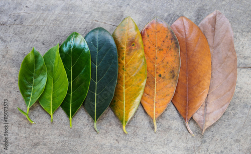 Top view multi color leaf on wood background, period time of leave