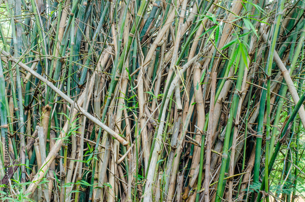 Obraz premium bamboo background in nature to be busy