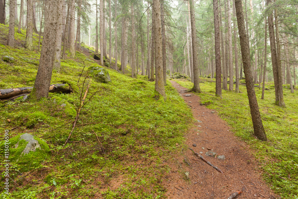 Fototapeta premium walking into the forest long a path in a cloudy day. No people a