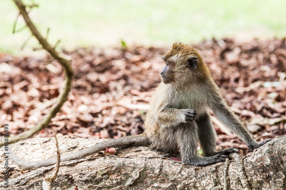 Fototapeta premium Real monkey portrait close up in botanical garden