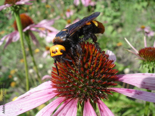 Mammoth wasp female (Megascolia maculata flavifrons) on a Eastern purple coneflower flower photo