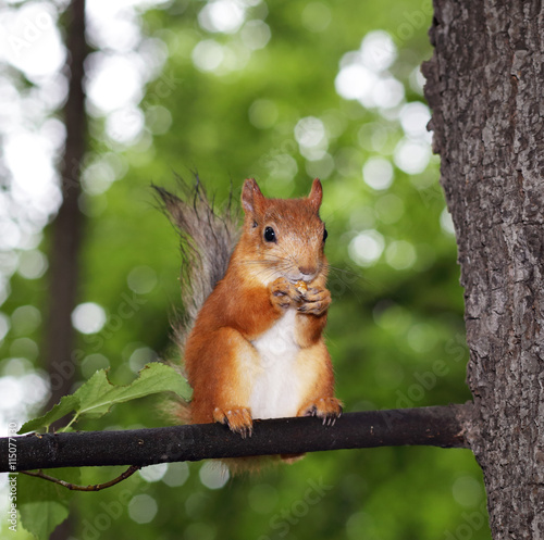 Red squirrel on a tree eats a nut © Yuriy Kirsanov