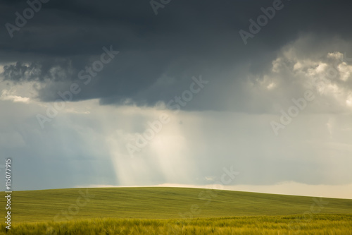 Field of wheat and stormy clouds and beam of the light