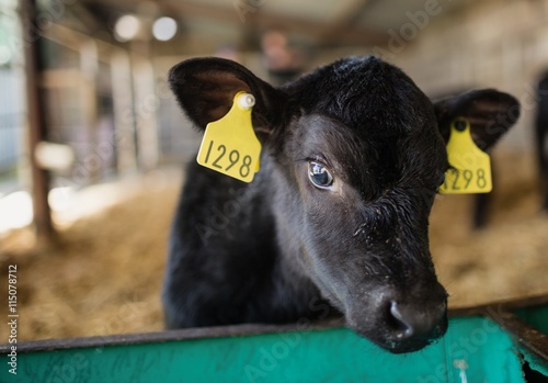Close-up of calf at barn photo