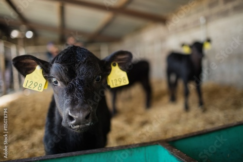 Black calf standing by fence
