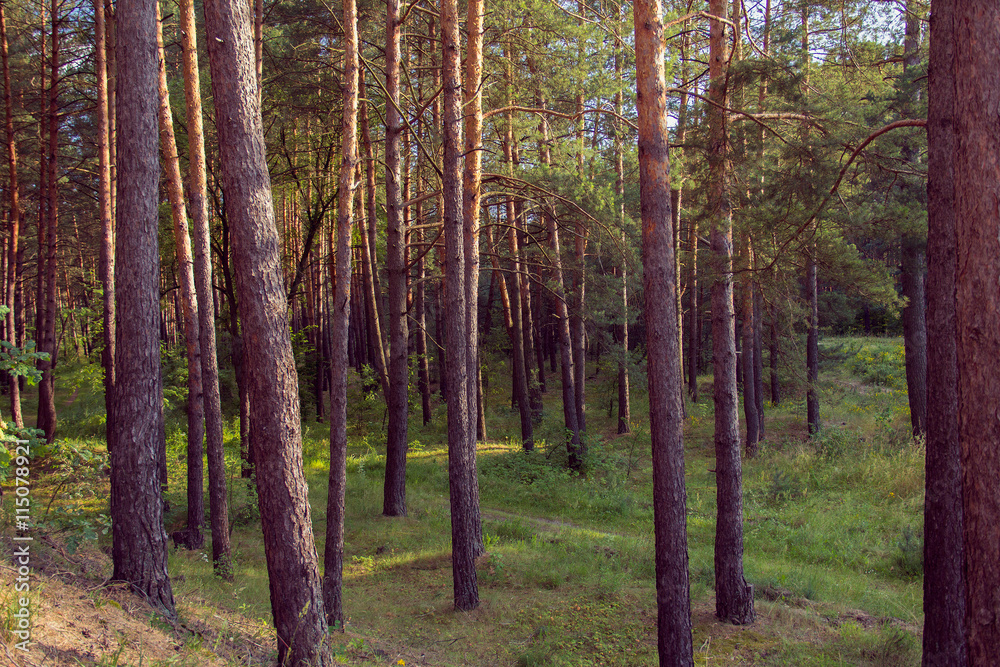 Fototapeta premium pine forest on the sunset