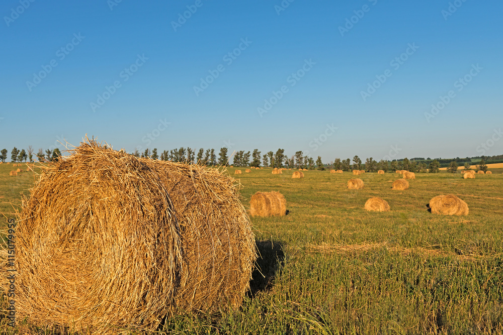 haystacks in the field