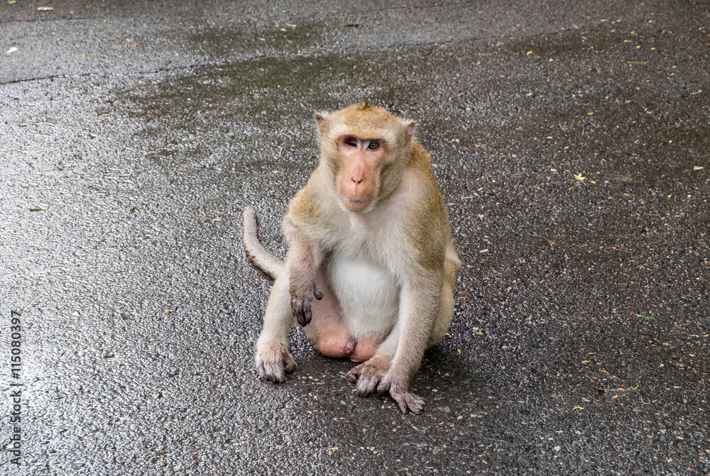 Male blind, long-tailed monkey sitting and staring to camera. Male blind, long-tailed monkey sitting and staring to camera.