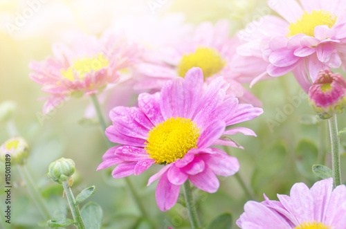 Chrysanthemums