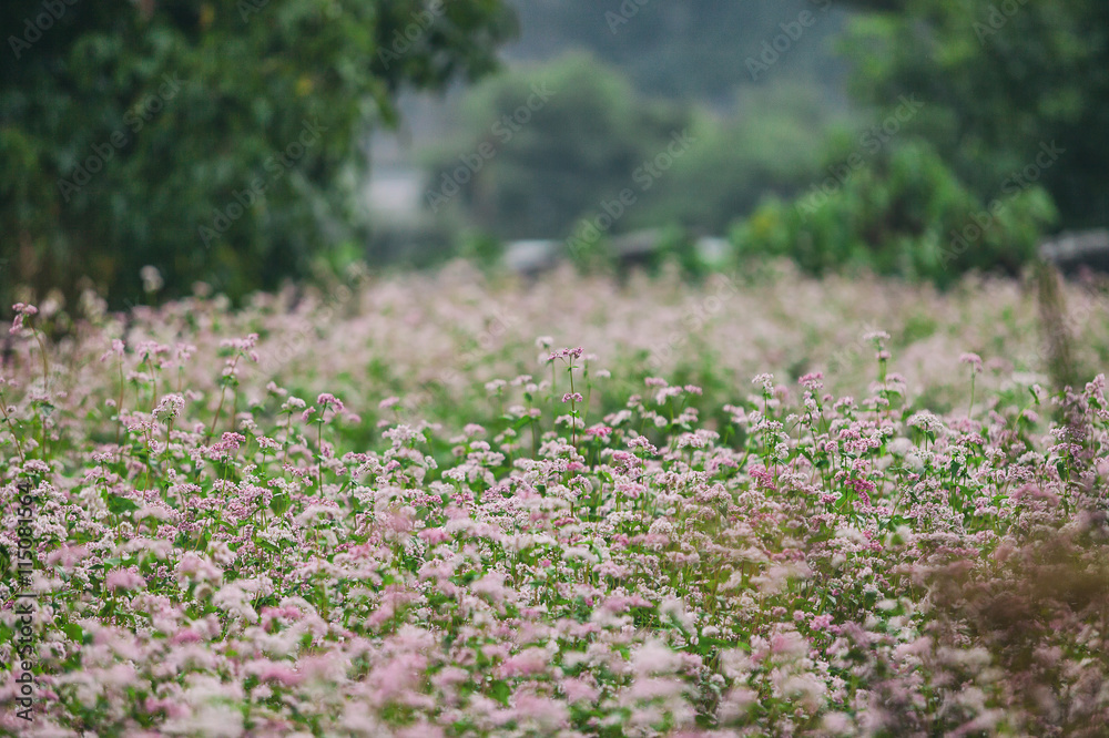 Meadow flowers