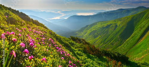 Fototapeta Naklejka Na Ścianę i Meble -  Rhododendron flowers in summer mountains