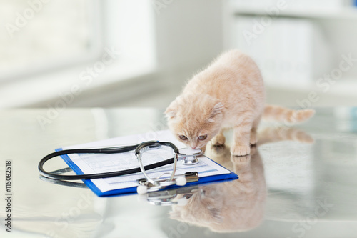 Papier peint Fermer du chaton écossais pli au clinique vétérinaire