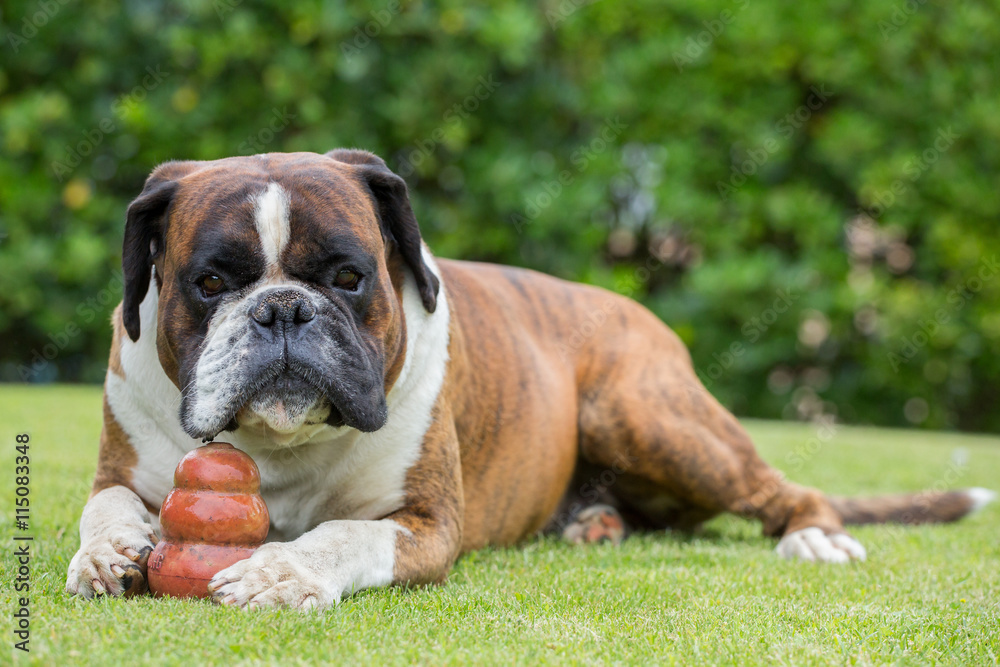 Boxer dog sitting on a green field, Italy