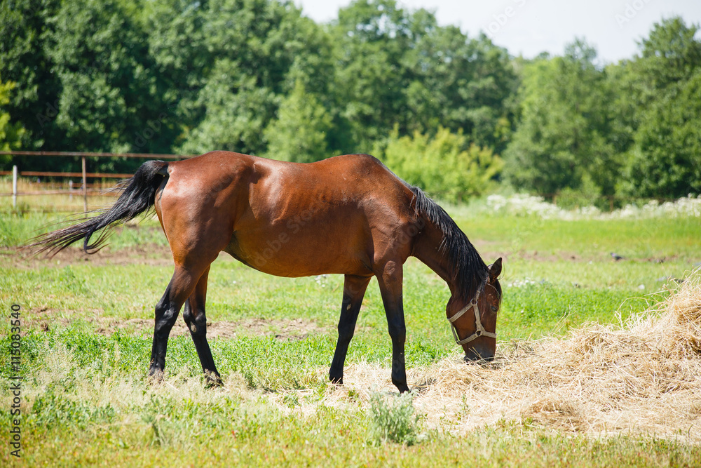 Horse grazing in a haystack in the field on forest background Horse grazing in a haystack in the field on forest background