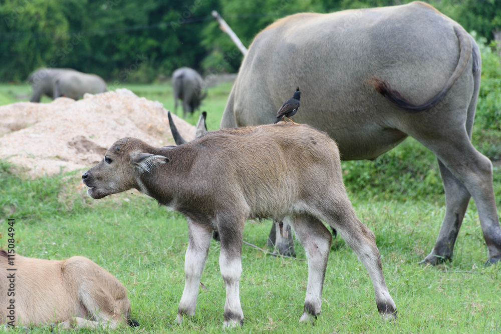 buffalo