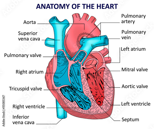 Anatomy of the human heart