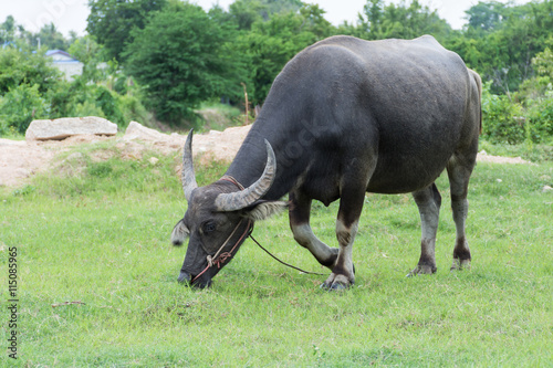 black buffalo © popofyear
